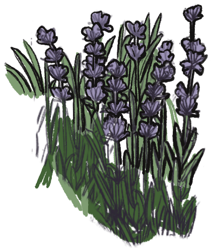 lavender