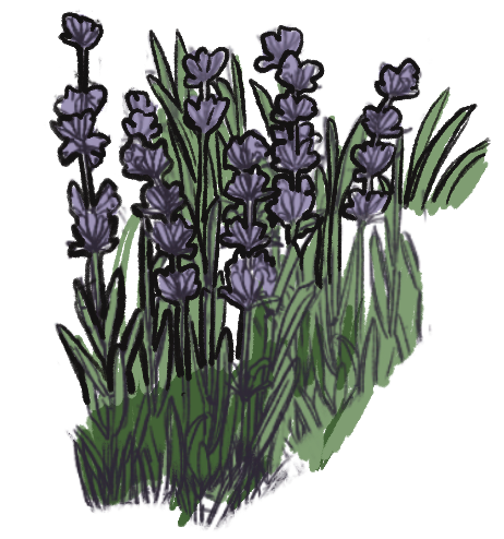lavender
